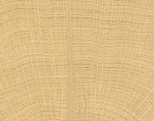 vtwonen Woodcirkle Oak 5,3x30 cm