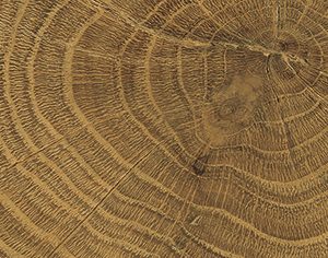 vtwonen Woodcirkle Walnutt 5,3x30 cm